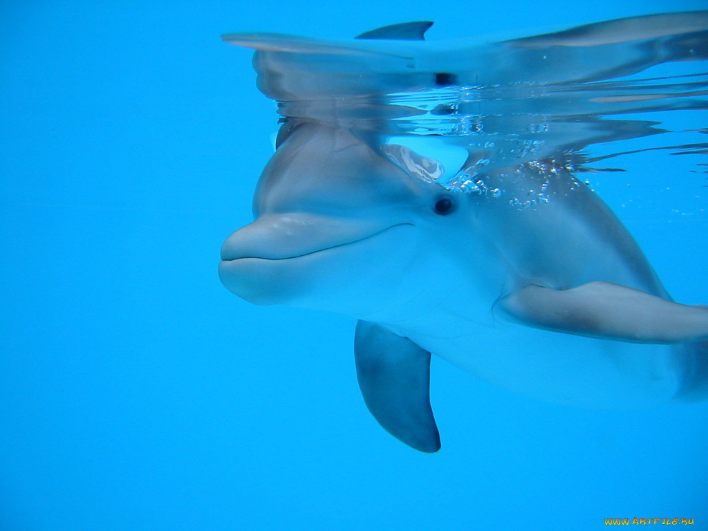 delfin, , 